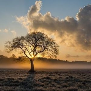 Decision Trees